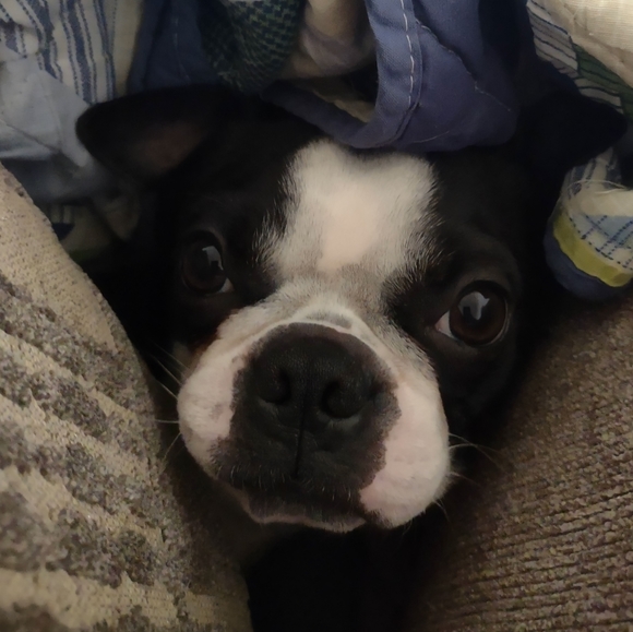 Prince Rogan Harris - Picture 4 of 7